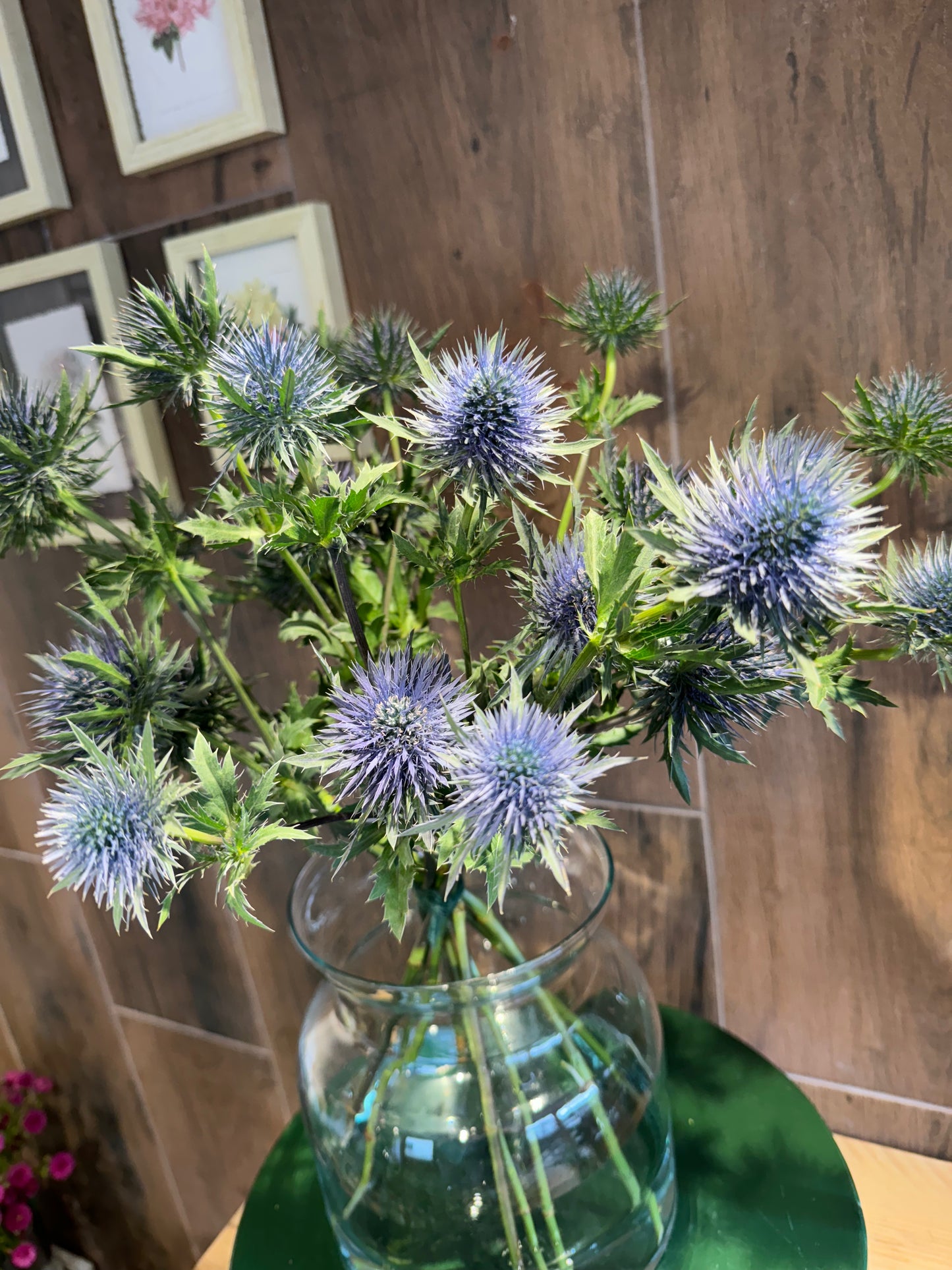 Eryngium (Sea holly- thistle ) bunch with or without eucalyptus. Blue eryngium. fresh foliage